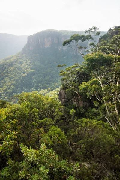 Löffler blicken senkrecht in die Schlucht auf die drei Schwestern an den blauen Bergen, katoomba, new south wales, australia — Stockfoto