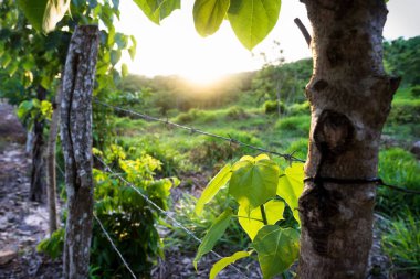 Barbwire ile bir çit boyunca tepelerde günbatımı, el remate, Guatemala