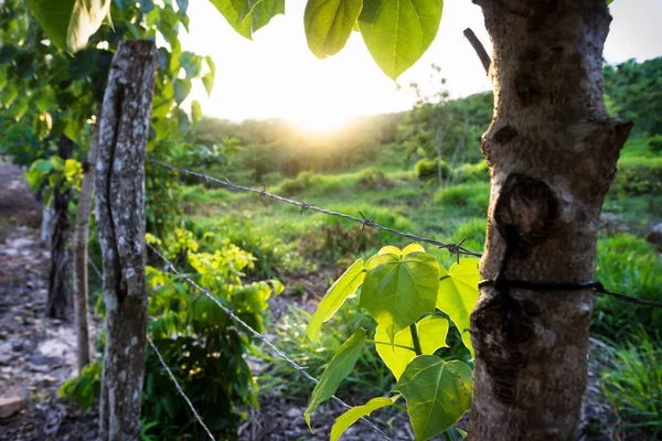 Barbwire ile bir çit boyunca tepelerde günbatımı, el remate, Guatemala