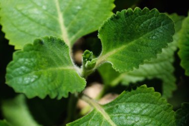 Çiçek açan Plectranthus amboinicus, Hint borası ya da güneş ışığıyla parlayan bir bahçede Meksika nanesi