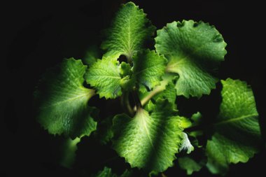 Plectranthus amboinicus, Hint borajı ya da çizgili güneş ışığıyla parlayan bir bahçede Meksika nanesi