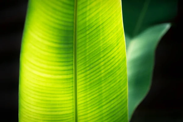 Primer plano de dos hojas heliconiales iluminadas por el sol desde la parte posterior — Foto de Stock