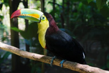 Makaw Dağ Kuş Parkı, Copan Ruinas, Honduras 'ta omurga galı Toucan, Ramphastos sülfüratı.