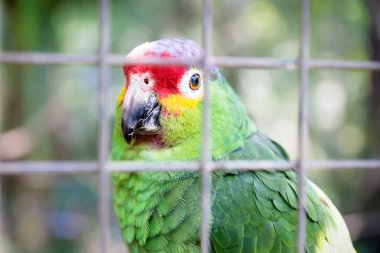Macaw Dağ Kuş Parkı, Copan Ruinas, Honduras 'ta bir kafeste renkli papağan.