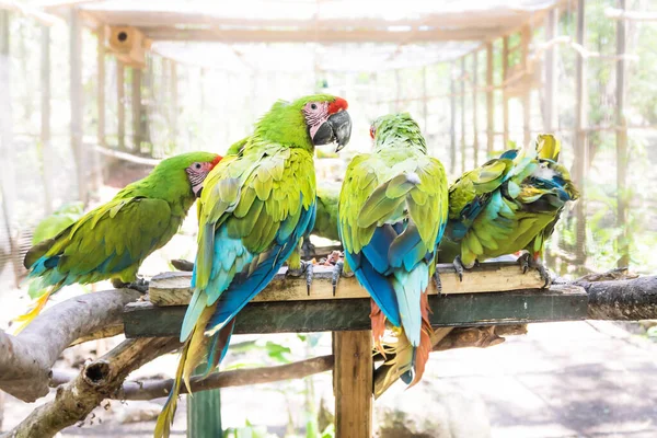 Feeding time of green macaw parrots on a stick in Macaw Mountain Bird Park, Copan Ruinas, Honduras — Stock Photo, Image