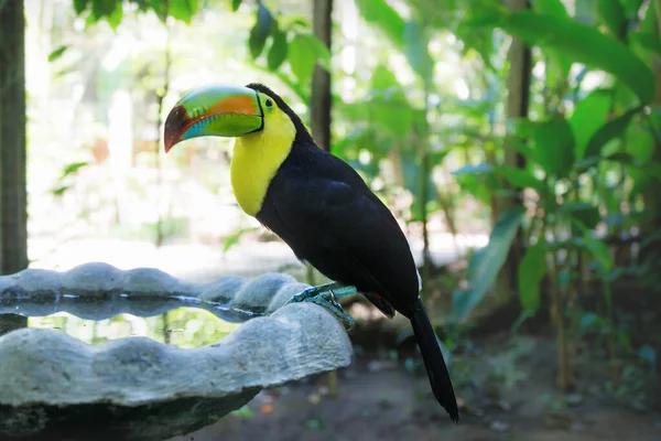 Keel-billed Toucan, Ramphastos sulfuratus, at a pool in Macaw Mountain Bird Park, Copan Ruinas, Honduras — Stock Photo, Image