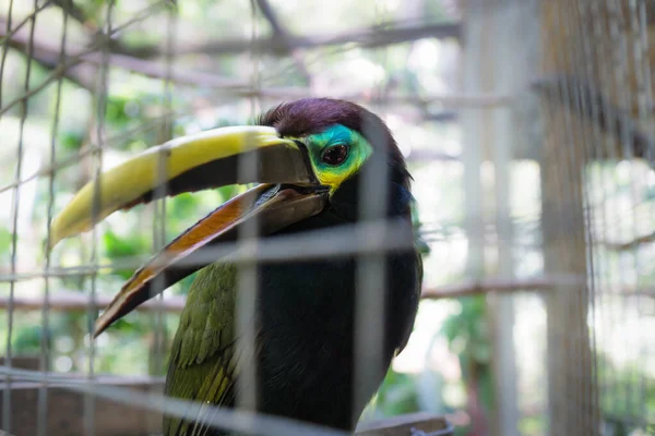 Uwięziony wściekły tukan w klatce w Macaw Mountain Bird Park, Copan Ruinas, Honduras — Zdjęcie stockowe