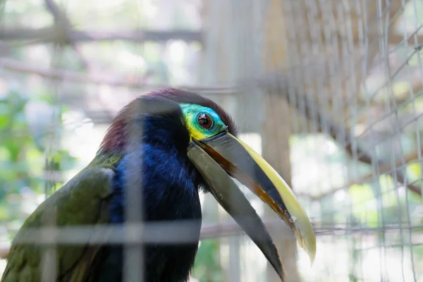 Tukan w klatce w Macaw Mountain Bird Park, Copan Ruinas, Honduras — Zdjęcie stockowe