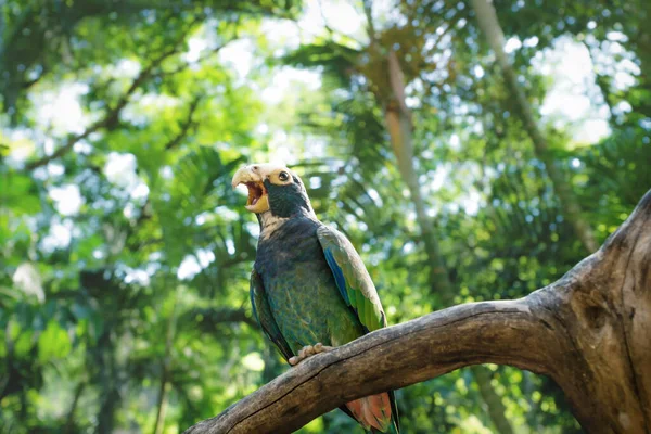 Screaming blue green small parrot on a brank in the green sunlit jungle — Stock Photo, Image