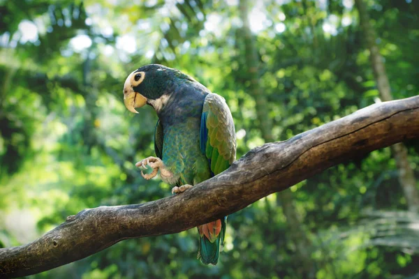 Taniec niebieski zielony papuga na gałęzi w zielonej dżungli — Zdjęcie stockowe