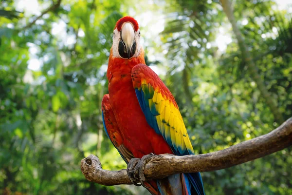 Happy red macaw or scarlet macaw Ara macao with green sunny jungle background — Stock Photo, Image