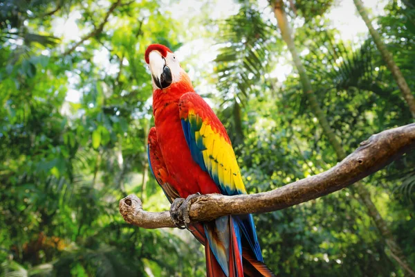 Kinky red macaw or scarlet macaw Ara macao with green sunny jungle background — Stock Photo, Image