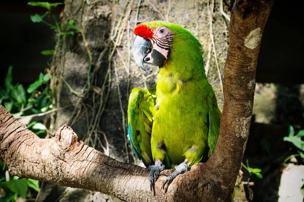 Detail of a green macaw parrot on a stick in Macaw Mountain Bird Park, Copan Ruinas, Honduras — Stock Photo, Image