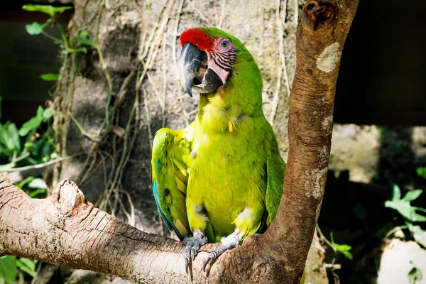 Zielona papuga na patyku w Macaw Mountain Bird Park, Copan Ruinas, Honduras — Zdjęcie stockowe