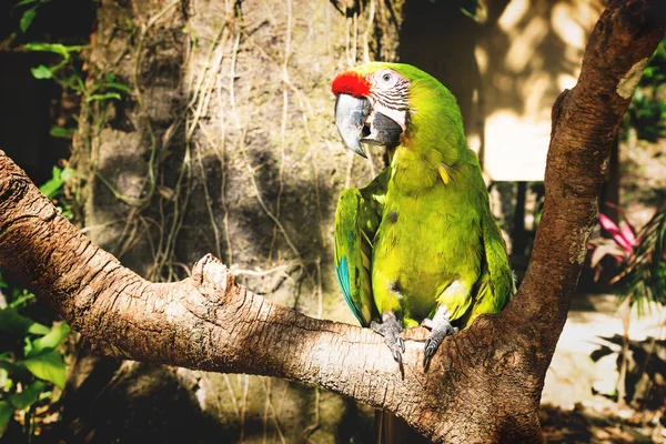 Green macaw parrot on a stick with jungle background in Macaw Mountain Bird Park, Copan Ruinas, Honduras — Stock Photo, Image