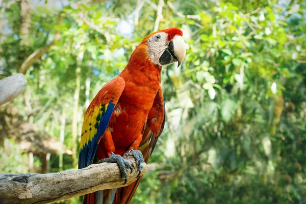 Czerwona macaw lub szkarłatna macaw Ara makao na patyku z zielonym słonecznym tle dżungli — Zdjęcie stockowe