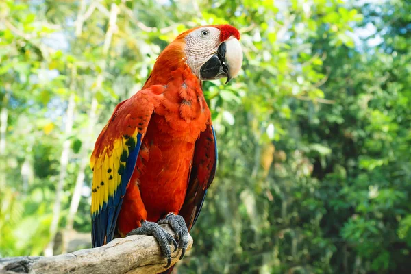 Red macaw or scarlet macaw Ara macao with green sunny jungle background