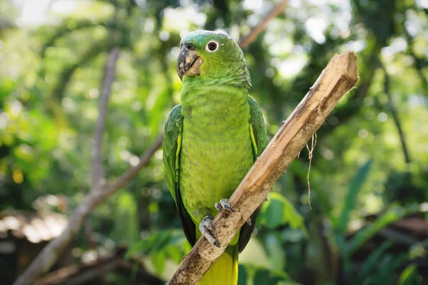 Malý zelený papoušek na větvi v Macaw Mountain Bird Park, Copan Ruinas, Honduras — Stock fotografie