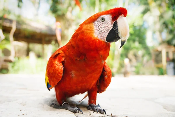 Chodzenie czerwona macaw lub szkarłatna macaw Ara makao z zielonym tle słonecznej dżungli — Zdjęcie stockowe
