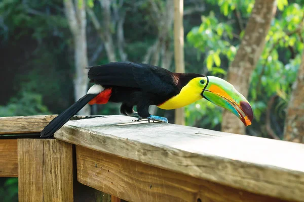 Jumping Keel-billed Toucan, Ramphastos sulfuratus, in Macaw Mountain Bird Park, Copan Ruinas, Honduras — Stock Photo, Image