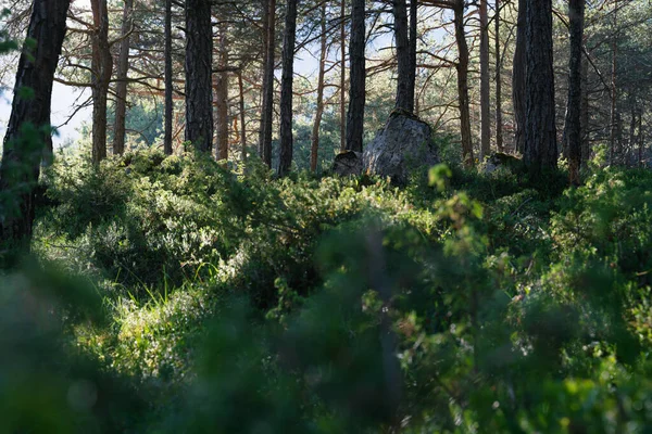 Floresta Verde Ensolarada Energética Com Grandes Rochas Árvores Verdes Mieming — Fotografia de Stock