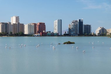 Tuz göllerindeki flamingolar 'Las Salinas' olarak adlandırılıyor. Arka planda su, Calpe, Costa Blanca ve İspanya 'da yansıyan gökdelenler var.
