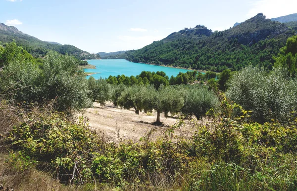 Olive tree plantation at the turquoise colored dam reserevoir lake surrounded by green forest at Guadalest, Costa Blanca, Spain