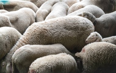 Çiftlikteki koyun sürüsü kafaları birleştiriyor ve bir kuzu dışarı bakıyor, Avusturya