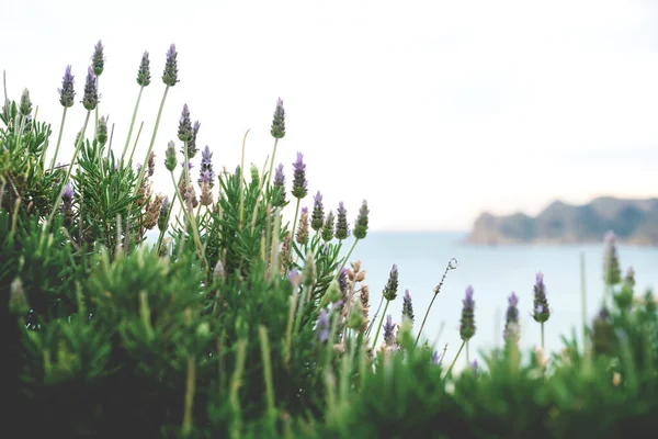 Detalle Floreciente Lavanda Púrpura Paisaje Marino Borroso Altea España — Foto de Stock