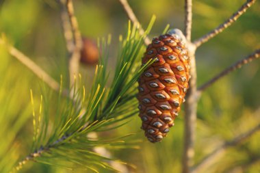 Gün batımında yanan iğne ve koni ile çam ağacının yakınında, İspanya