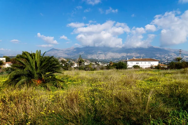 Prado Grama Primavera Com Flores Amarelas Com Vista Para Montanhas — Fotografia de Stock