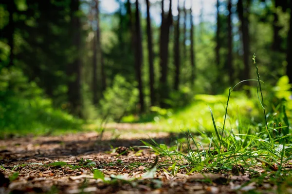 Foco Seletivo Chão Floresta Com Caminho Ensolarado Borrado Através Floresta — Fotografia de Stock