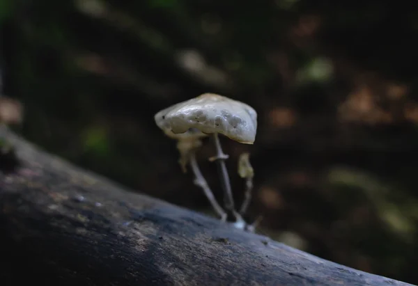 Shinging Fusión Setas Porcelana Oudemansiella Mucida Tronco Árbol Bosque Oscuro — Foto de Stock