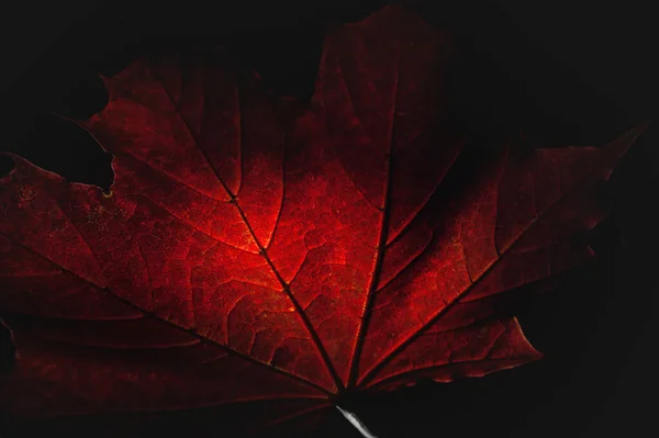 Szczegóły Czerwonego Liścia Klonu Częściowo Rozjaśnione Jako Symbol Jesieni — Zdjęcie stockowe