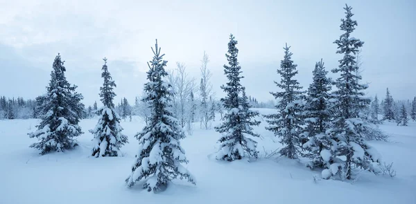 Winter new year forest panorama spruce hoarfrost black and  white