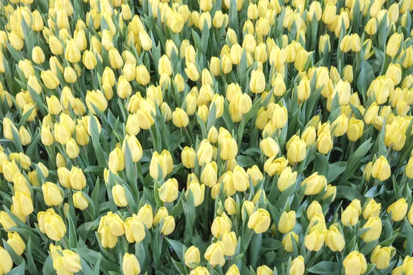 Spring background with beautiful yellow tulips. Bunch of tulips hrowing on the field. Netherlands. Holland tulips.