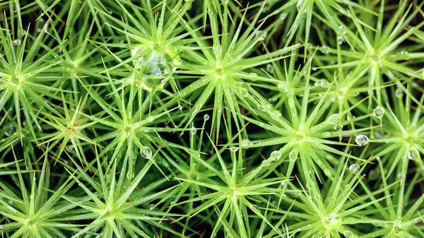 Green vegetable pattern, grass and wet moss close-up macro background, view from above