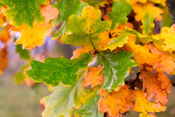 Oak branch with orange leaves in the forest in autumn. Nature background