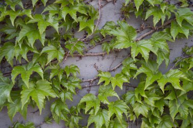 Taze yeşil sarmaşık bitki ile kaplı hafif bir duvar. Küçük küçük siyah meyveler. Ahşap dallar. Modaya uygun arka plan