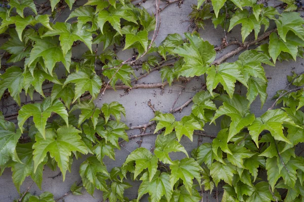 Taze yeşil sarmaşık bitki ile kaplı hafif bir duvar. Küçük küçük siyah meyveler. Ahşap dallar. Modaya uygun arka plan