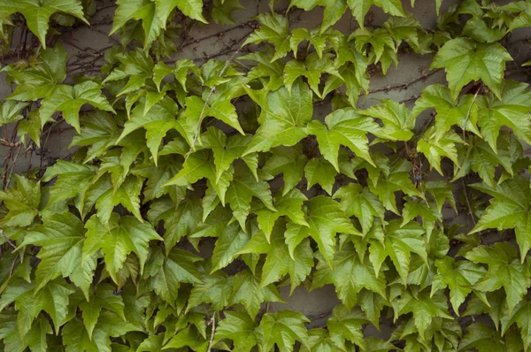 Sarmaşık duvarda ahşap dalları ile bırakır. Taze arka plan. Küçük siyah meyveler