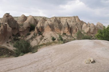 Kapadokya 'da Goreme' de uyuyan köpek, Nevsehir 'de, Merkez Anadolu' da. Kayalık dağlar ve yeşil ağaçlarla harika bir arka plan.