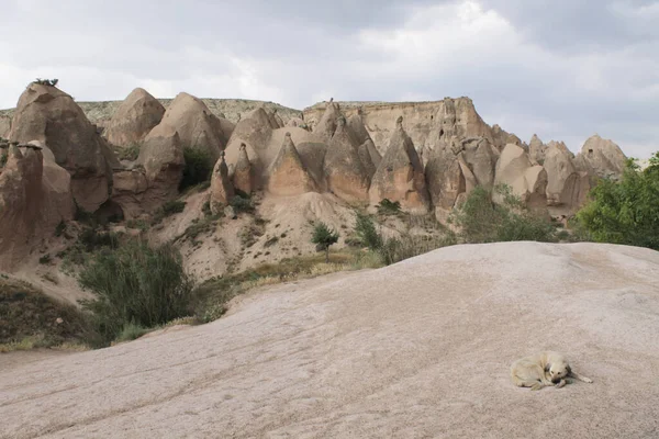 Cão adormecido em Goreme, na Capadócia, na província de Nevsehir, na Anatólia Central. Maravilhoso fundo com montanhas rochosas e árvores verdes — Fotografia de Stock