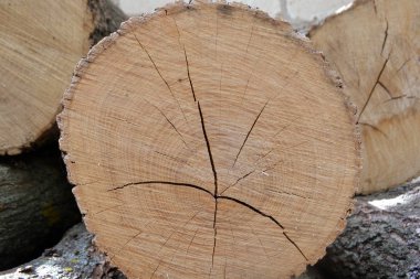 taze, oduncu, Doğa, günlük, ağaç, doku, kahverengi, sanayi, ahşap, sert, kereste, kereste, yapıları, portre, çapraz kesim