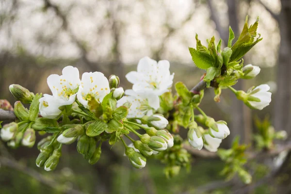 ağaç kütükler bahar