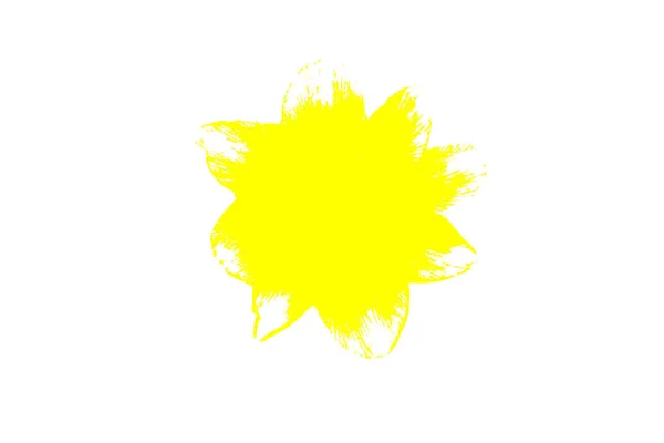 soyutlama, beyaz zemin üzerine sarı nergis izole