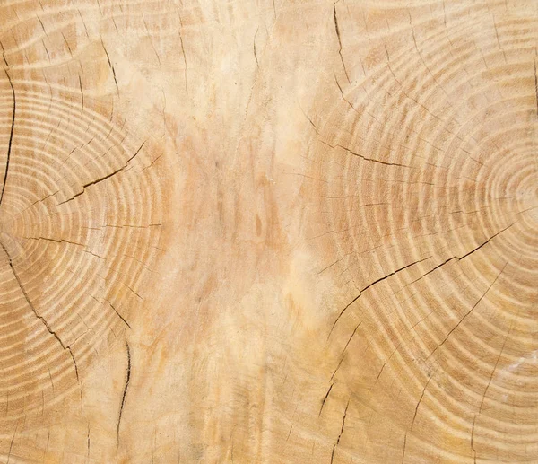 ahşap arka plan ile deniz mili