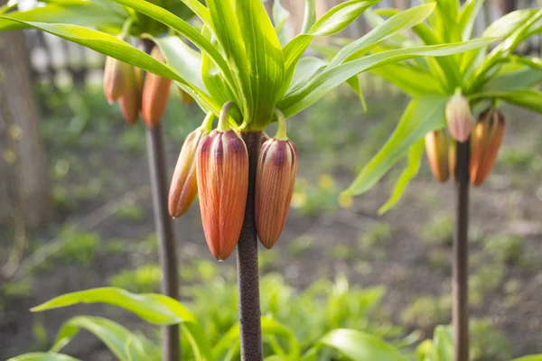 Fritillaria Crown İmparatorluk Aurora