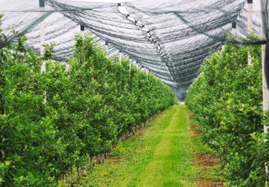 Meyve bahçesinde büyüyen yeşil elma ağaçlarının satırları