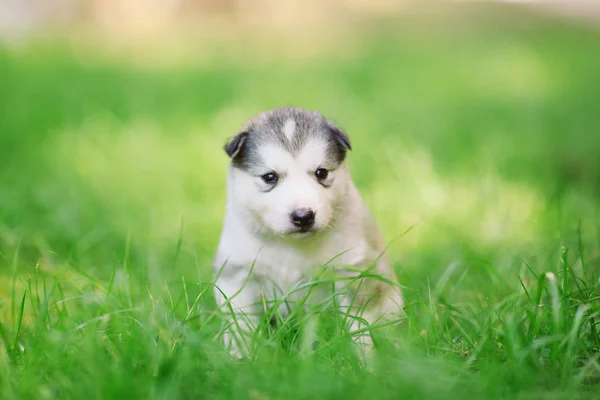 잔디에서 시베리안 허스키 강아지 — 스톡 사진